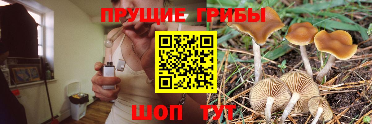 Галлюциногенные грибы Psilocybine cubensis Знаменск